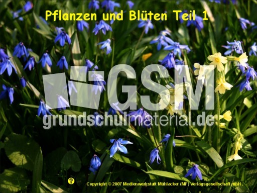 Pflanzen-und-Blüten-1.pdf